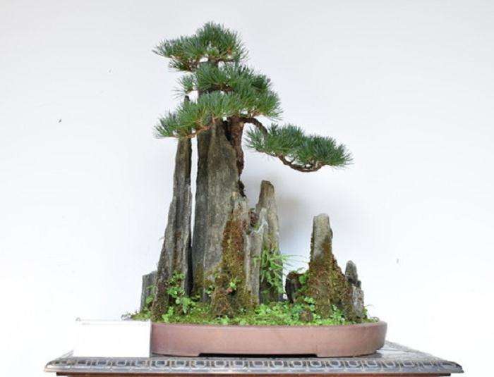 浅谈山水盆景与山水诗、画意之共性