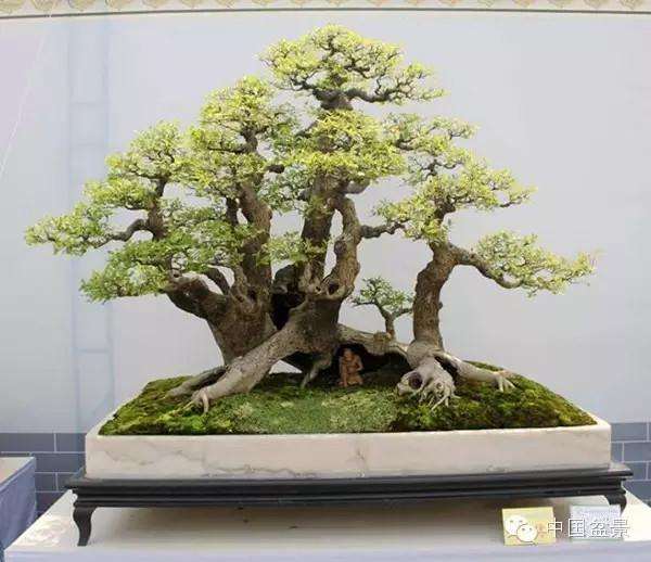 爷爷的醉翁榆树桩盆景