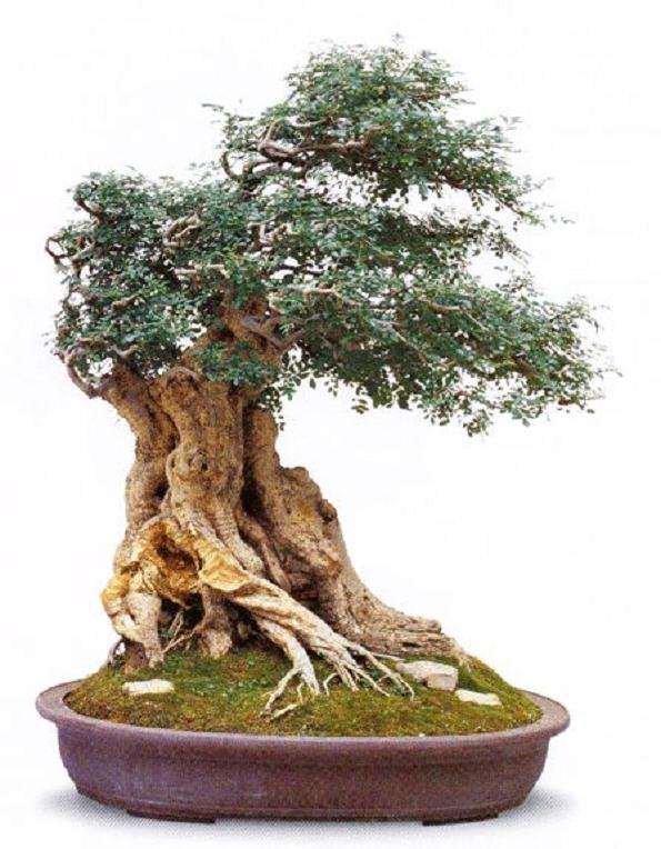 树桩盆景的形态选择