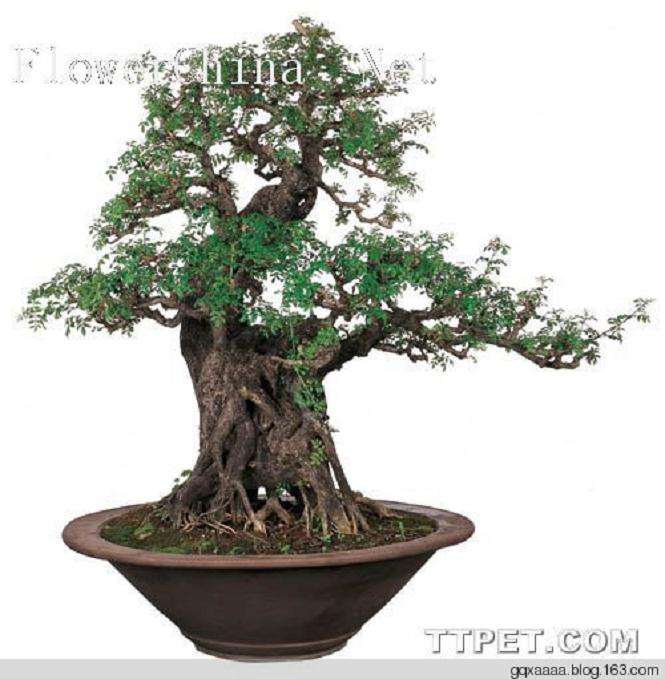 树桩盆景的雄壮之美