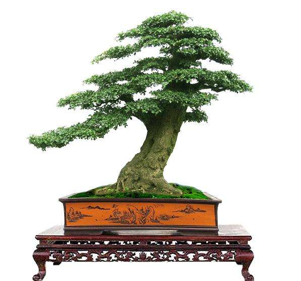 树桩盆景的制作流程