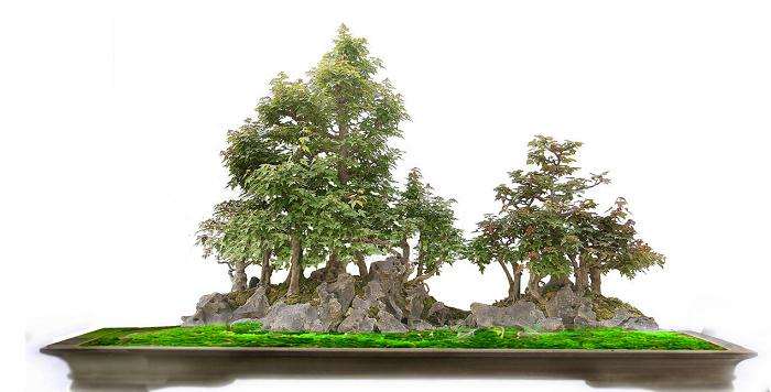 拓宽树桩盆景素材