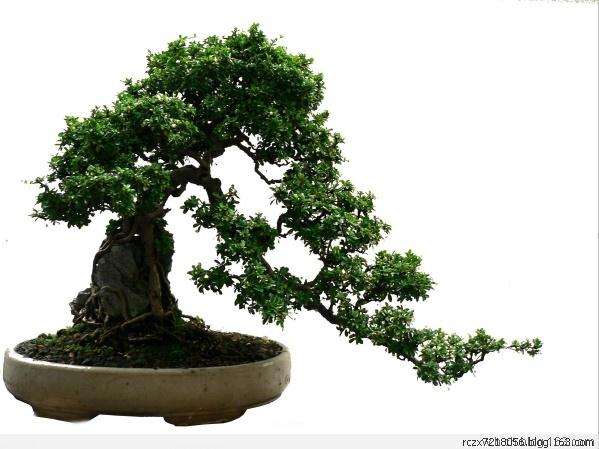 树桩盆景作为艺术品,要能经得起欣赏品味