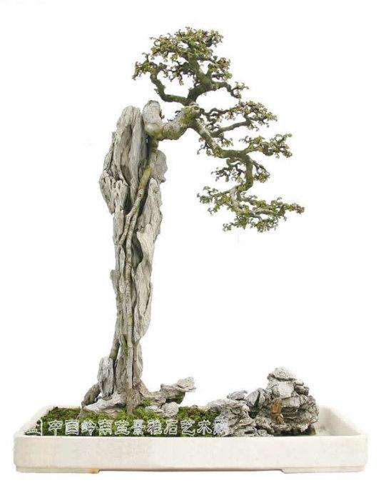 树桩盆景的主要材料是树木