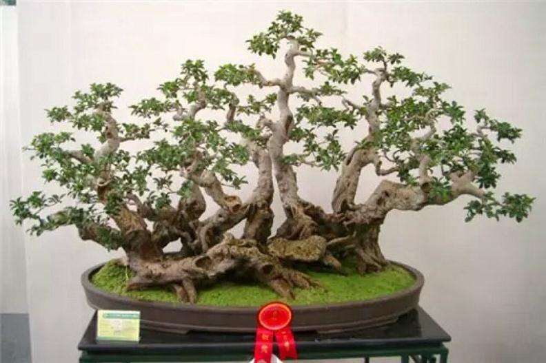 中国盆景盆历史演化九