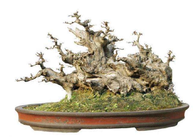 中国植物盆景文化史--下