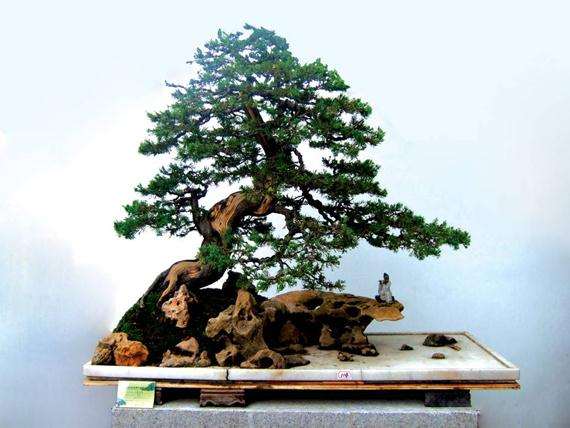 中国植物盆景文化史--上