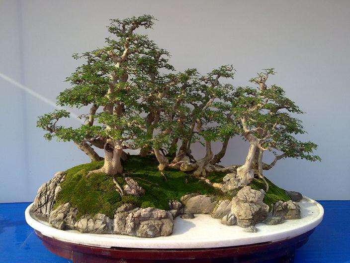 中国古代盆景盆子欣赏-咸丰篇