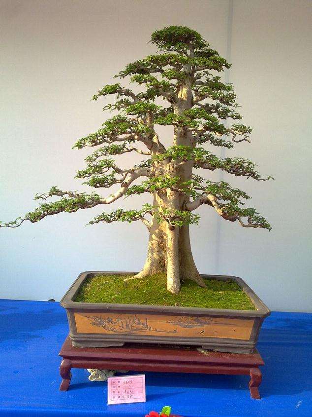 中国古代盆景盆子欣赏--同治篇