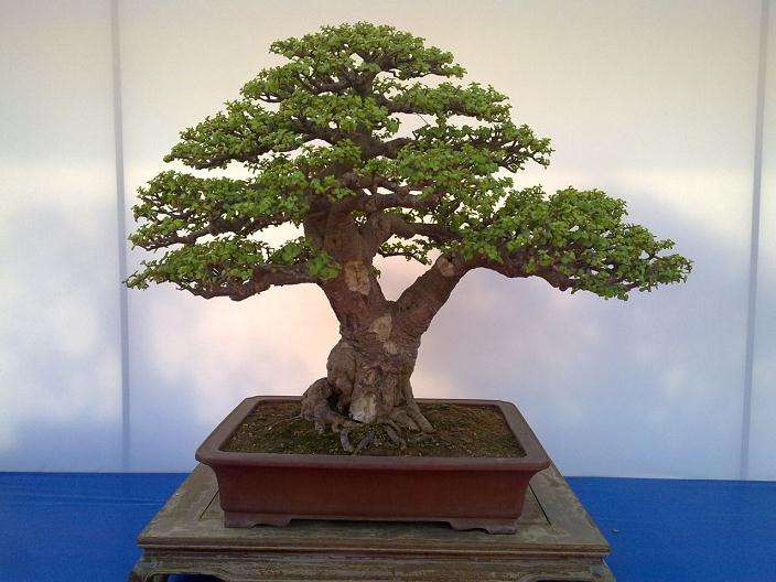 中国古代盆景盆子欣赏--光绪篇