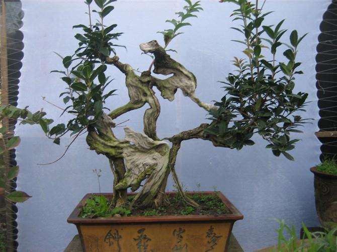 中国古代盆景盆子鉴赏——乾隆篇(中)