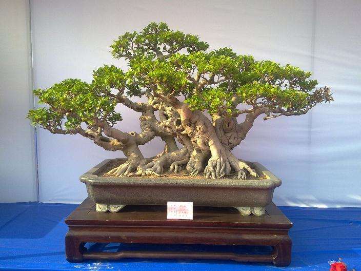 中国盆景的分类