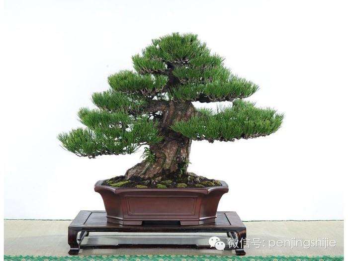 中国盆景艺术的起源