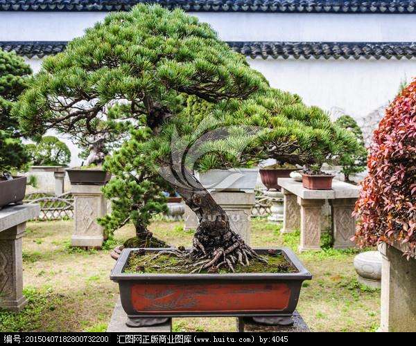 中国盆景盆子鉴赏的后记