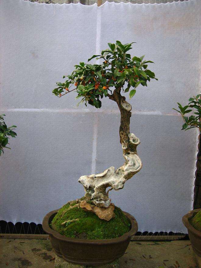 中国古代盆景盆子欣赏 乾隆篇 上