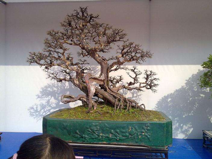 中国古代盆子艺术鉴赏