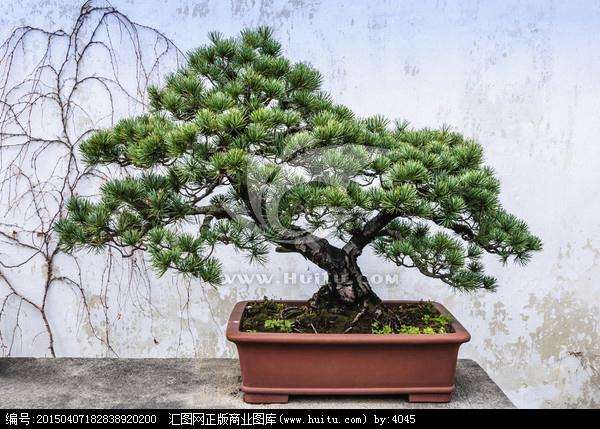 中国古代盆景盆景鉴赏