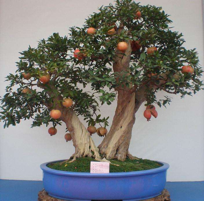 中国古盆盆子术鉴赏雍正篇