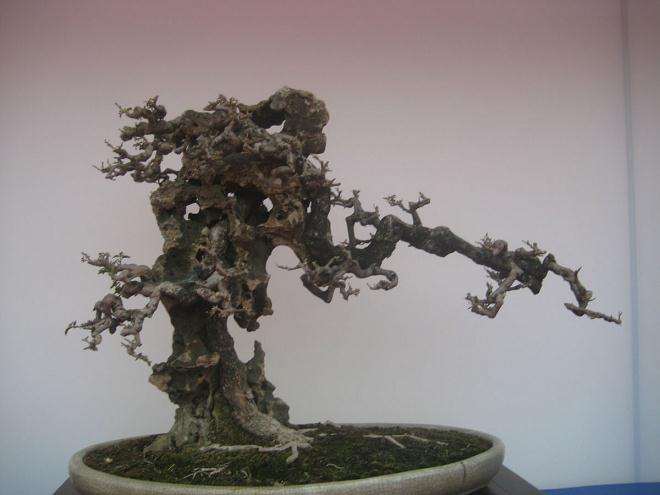 热心探讨中国盆景历史的专家及爱好者