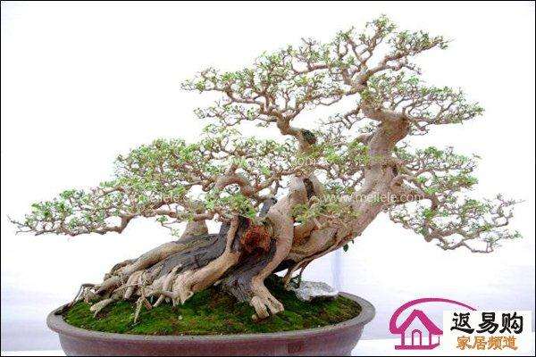 中国盆景艺术大师胡乐国先生擅长制作松柏类树木盆景