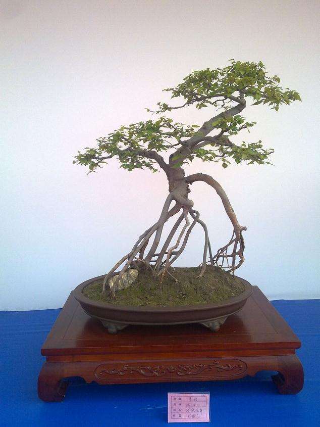 读“中国盆景在世界盆景中的痕迹”一文所想到