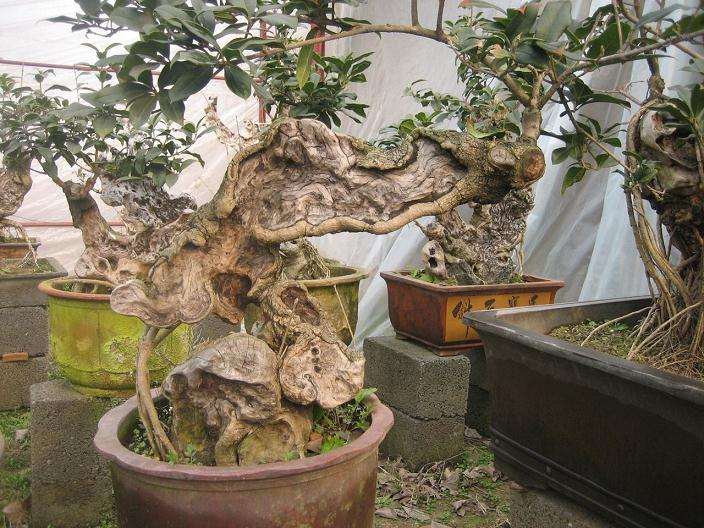 为创作中国盆景艺术提供了法则、理论和经验