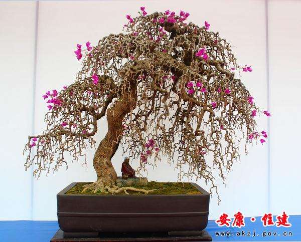 中国盆景的分类体系和分类方法