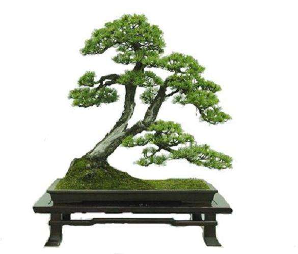 繁荣昌盛的中国盆景