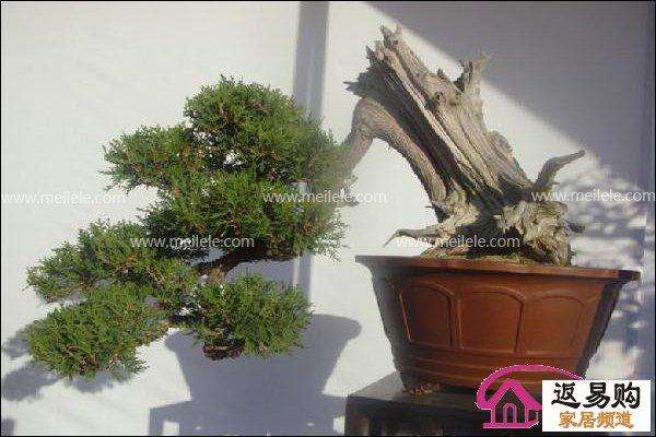 论中国盆景艺术的创新与发展