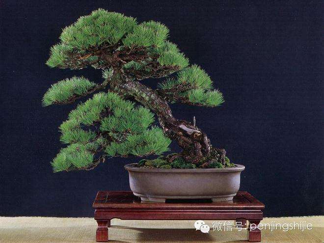 中国盆景的艺术特色(湖北盆景研究三期)