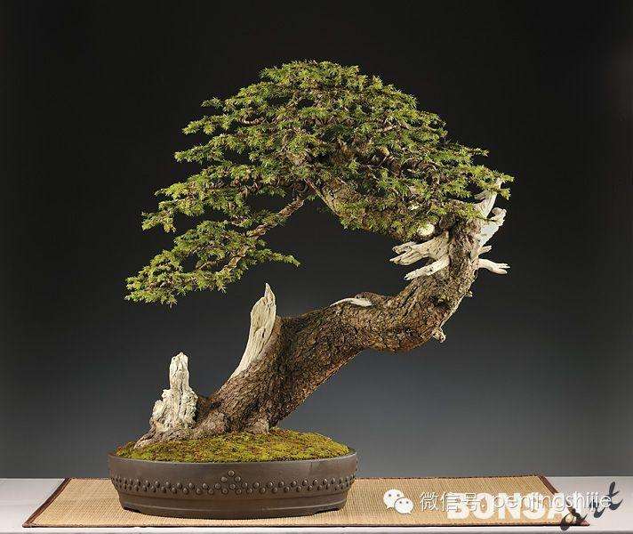 从诗情画意谈中国盆景特质