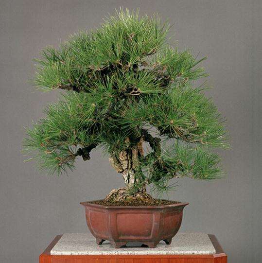 中国盆景的发展之路