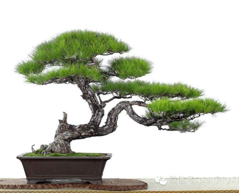 中国盆景的创作方法