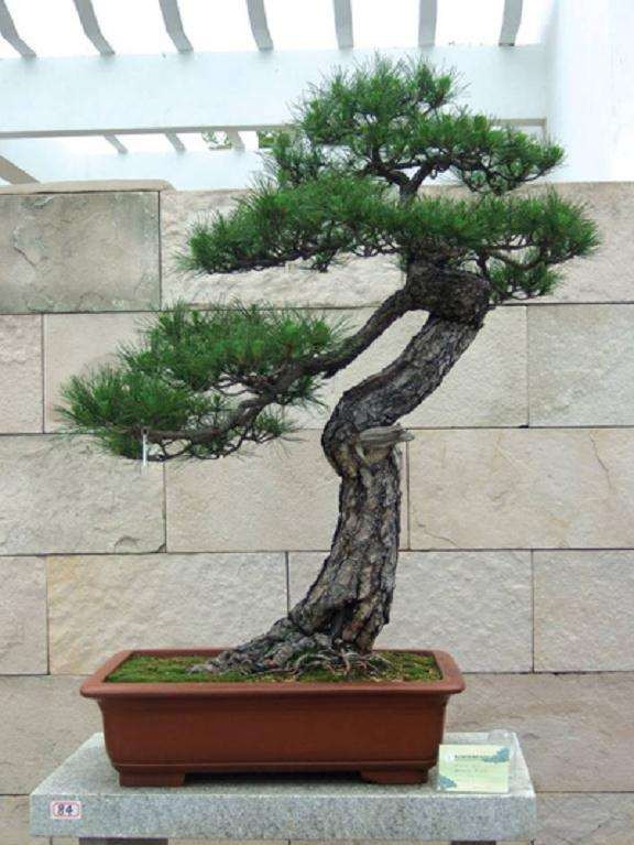 试论中国盆景造型章法基础