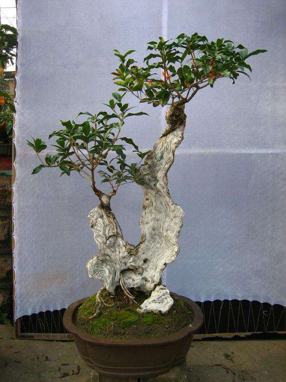 中国盆景艺术的写意观