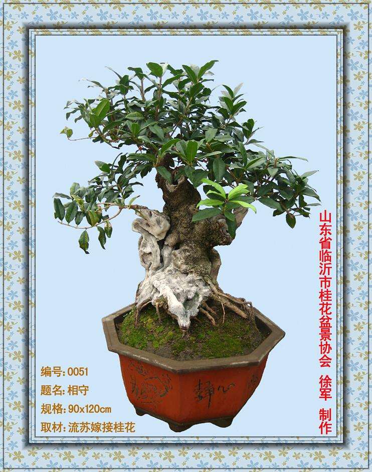 浅论中国盆景的发展方向