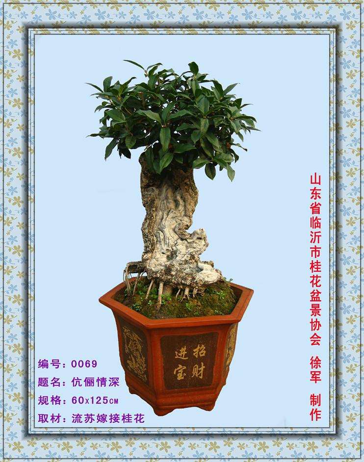 关于评定中国杰出盆景艺术家和中国赏石鉴赏收