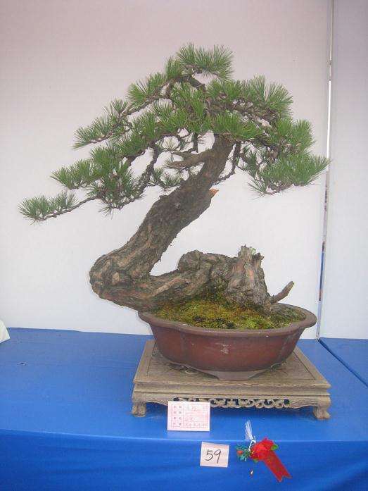 现代盆景的发展表现的方面