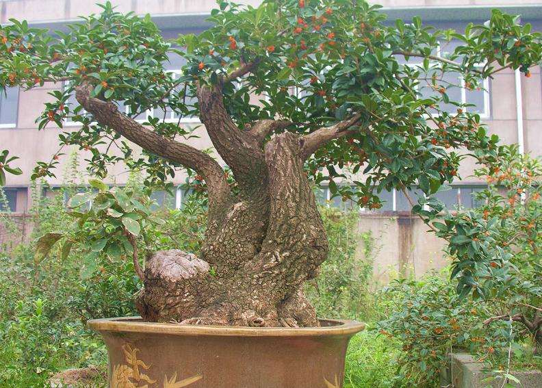 盆景的艺术价值