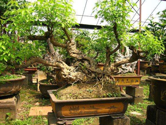 园林艺术与盆景艺术的历史