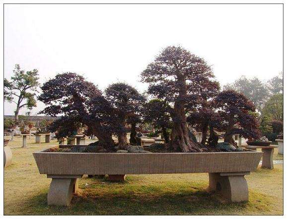 盆景起源于中国,它是人类和大自然和谐共存的产物