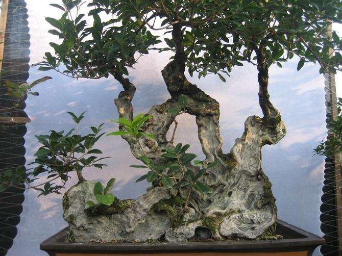 世界盆景栽培史考究