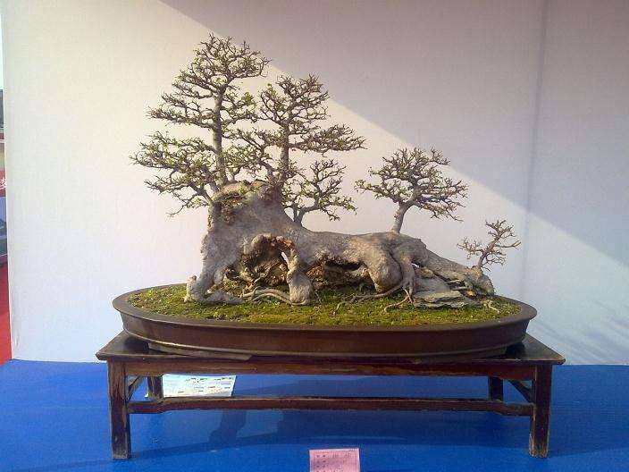 在盆景创作过程中 我深感要使作品达到诗情画意的境界