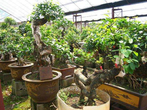 目前我国盆景所用素材大多来源于山采