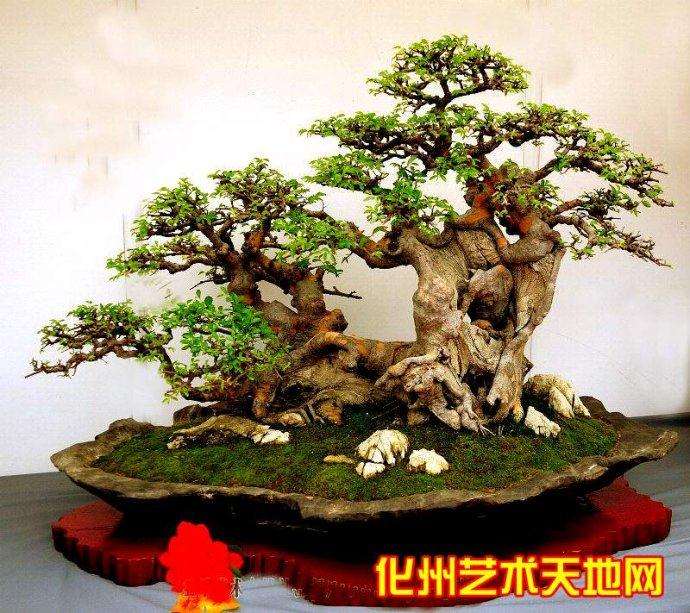 盆景制作设计之我见