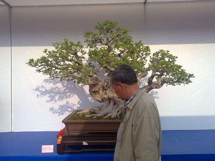 盆景用材要立足本地资源