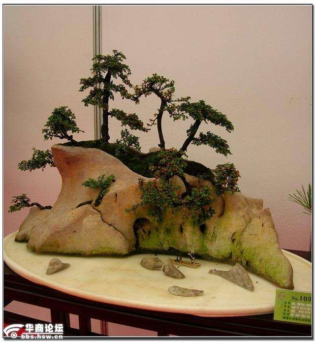 盆景扎线的最好时间是什么时候?