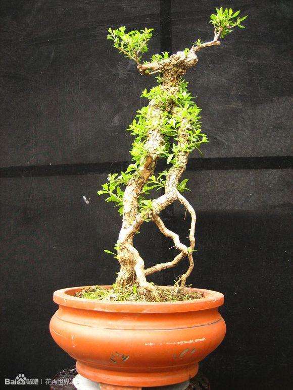 盆、座、摆件对盆景主题烘托作用