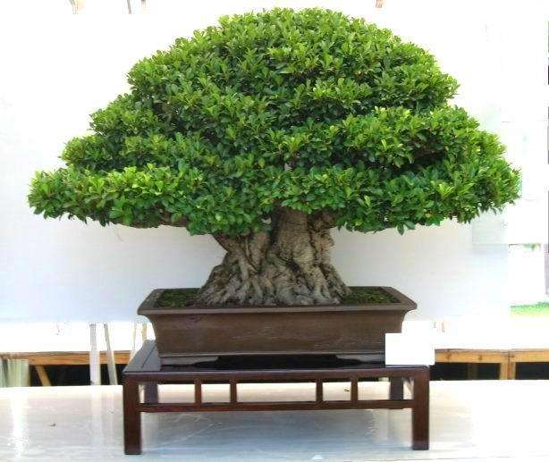 可以栽培成各种尺寸的盆景有哪些?