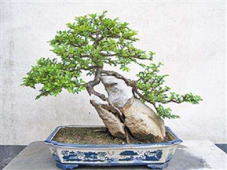 石梅,学名“铁马鞭” 鼠里科是制作盆景的好树材